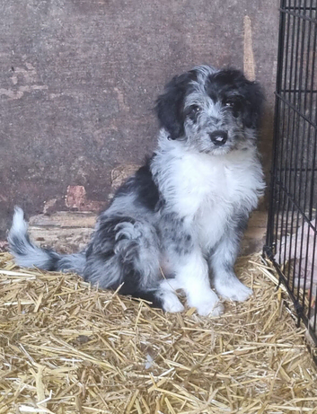 Borderdoodle Puppies