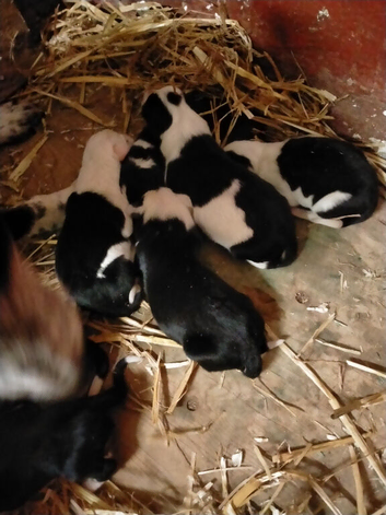 Sheepdog pups