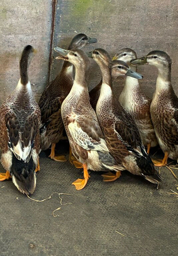Ducklings for sale