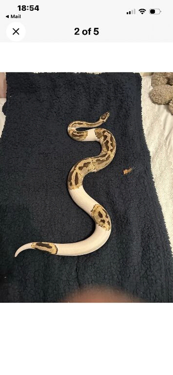 Fire pied male python