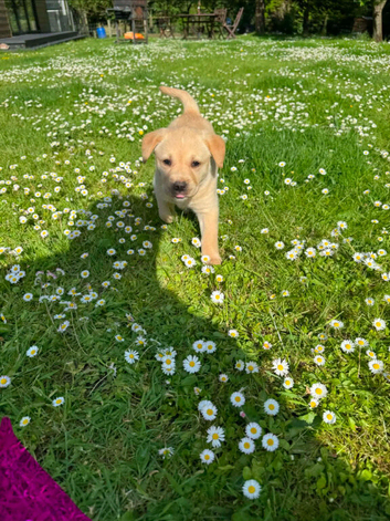 KC registered Labrador retriever puppy's