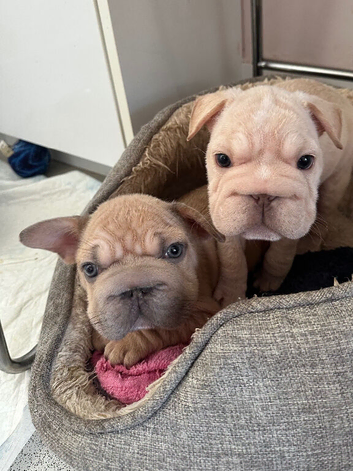 French bulldog puppies ready now!