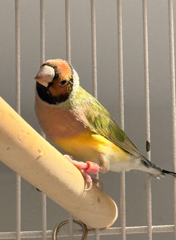 Young Gouldian Finches &ndash; 2 Hens, 1 Cock &ndash; Orange & Black Headed