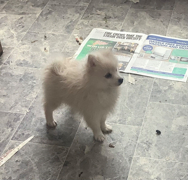 HANDSOME WHITE KLEIN SPITZ DOG PUPPY