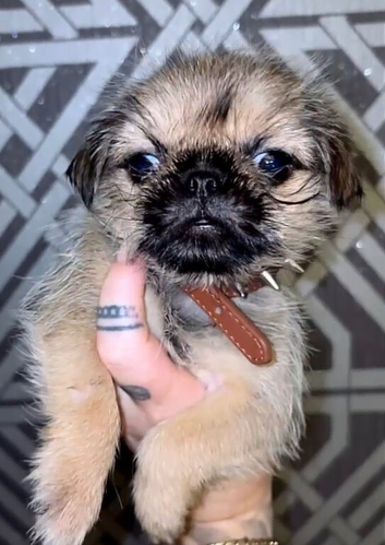 Female miniature Brussels griffon