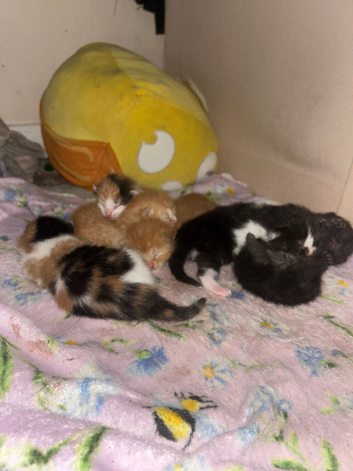 6 beautiful kittens