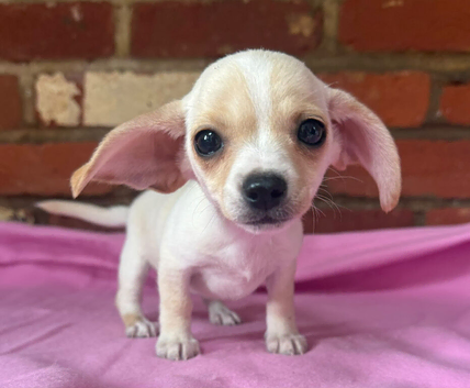 Tiny pale cream Chiweenie puppies! Father Import from Las Vegas