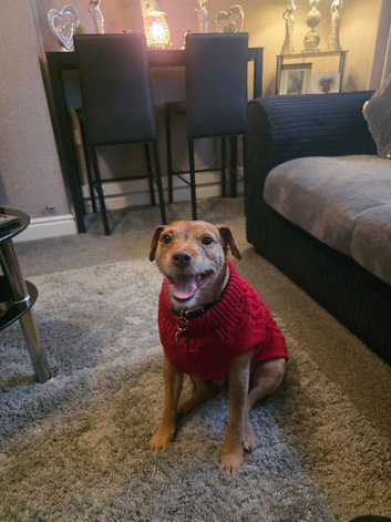 Terrier Boy 4yrs old