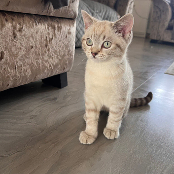 Stunning, pure British shorthair kitten