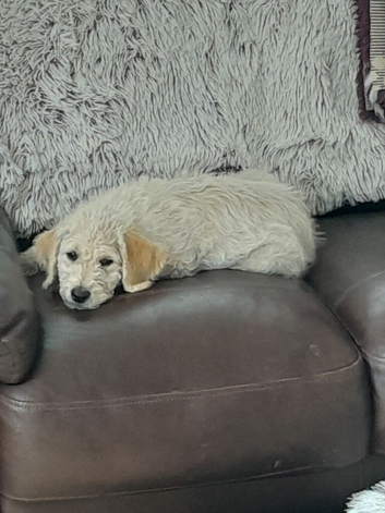 GORGEOUS GOLDENDOODLE PUPPIES READY NOW!!