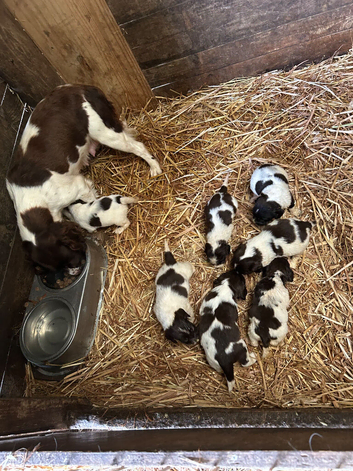 Springer Spaniel pups