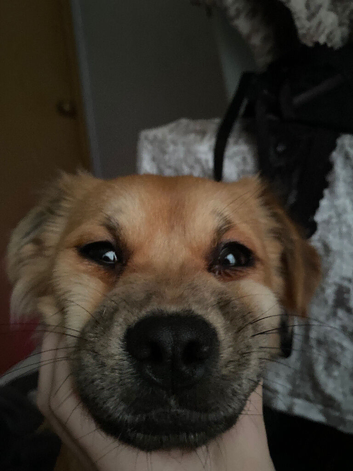 bruno