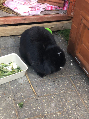 Rabbit for sale (shadow)