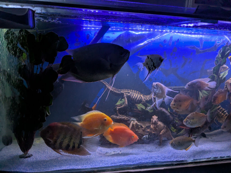 RED TAILED GIANT GOURAMI