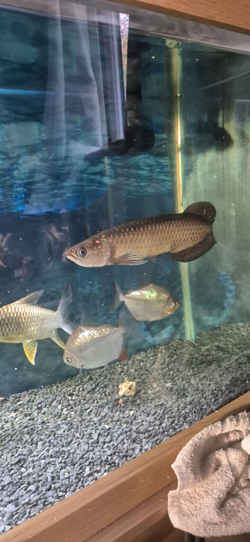 Jardini arowana