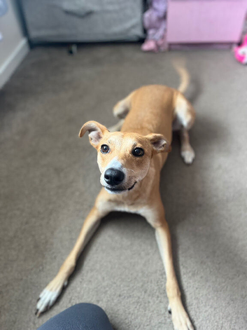 Lurcher cross