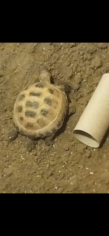 Horsfield tortoise