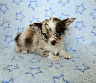 Long haired Choc Merle BOY, Thai dad...