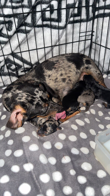 Miniature dachshunds