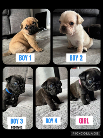 Frug puppies (French bulldog x Pug)