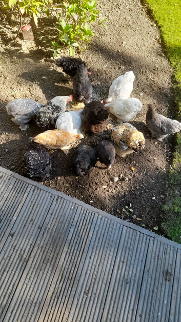 Bantam chickens