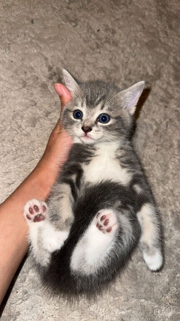 British shorthair x bengal kittens