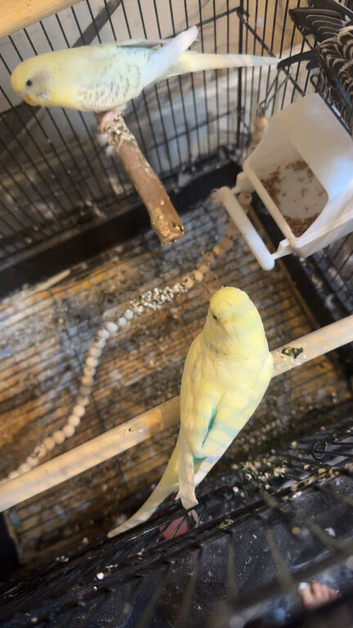 Colourful birds for sale