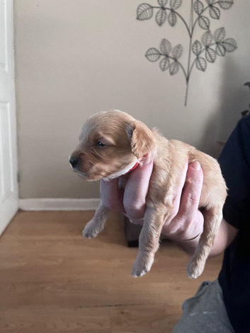 Cavapoo x cockapoo 7 gorgeous pups looking for forever home