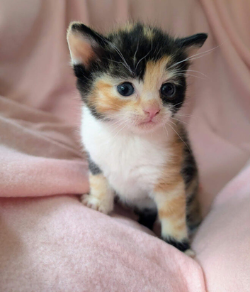 Very pretty kittens, wormed/flead/litter trained Prices vary
