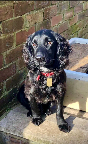 7 Year Old Cocker Spaniel Boy Need a Forever Home