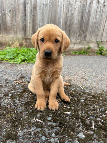 Beautiful litter of fox red Labrador puppies