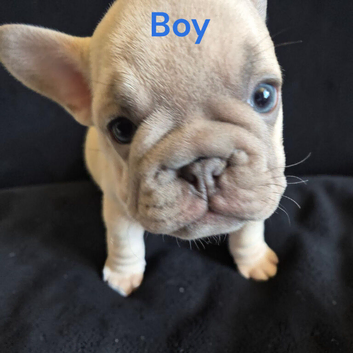 Frenchie boy puppy 9 weeks