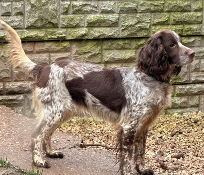Sprocker's