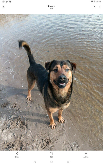 Rottweiler x Belgium Malinoise