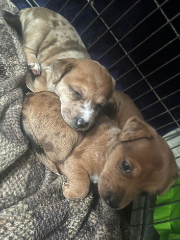 Jack Russell puppies for sale