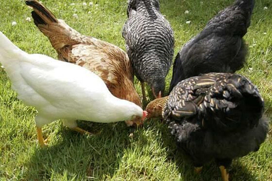 Chickens for sale (great egg layers and very laid back when settled in)