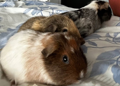 Female baby guinea pigs