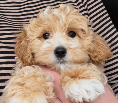 F1 Maltipoo puppies DNA tested Clear