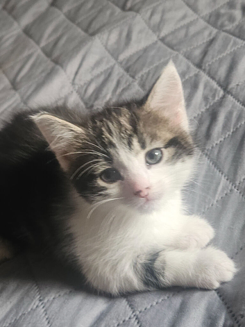 Russian blue /tabby kitten