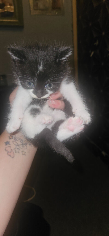 Kittens ready now