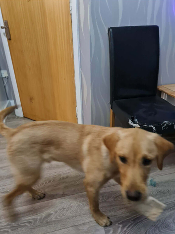 Labrador
