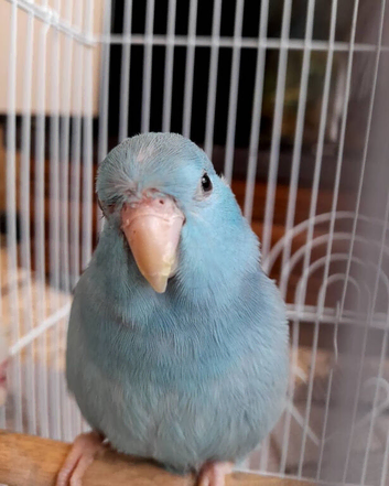 Blue Parrotlet Male