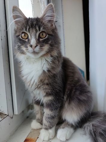 Male maine coon