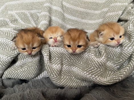 BSH dual registered