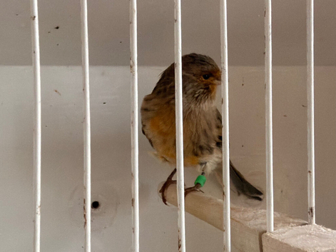 This year brown agate canary hen