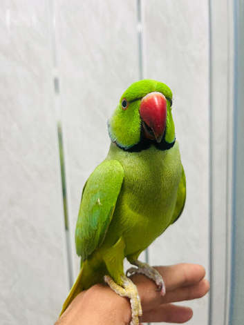 Male green Ringneck Talking Parrot