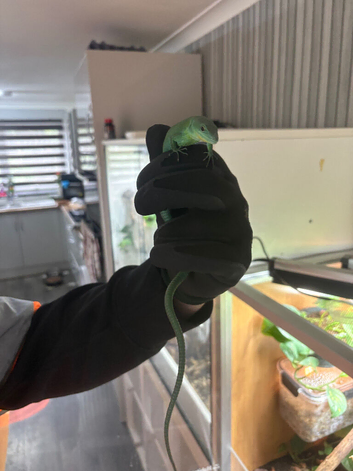 Green keeled bellied lizard pair  2023