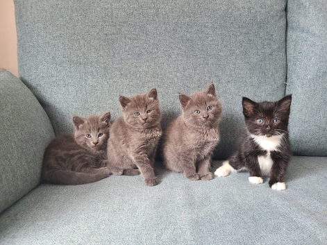 Kittens for sale