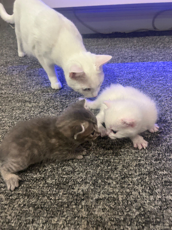 kittens