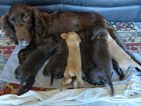 Kc cocker spaniel liver and golden pups born 26/07/26